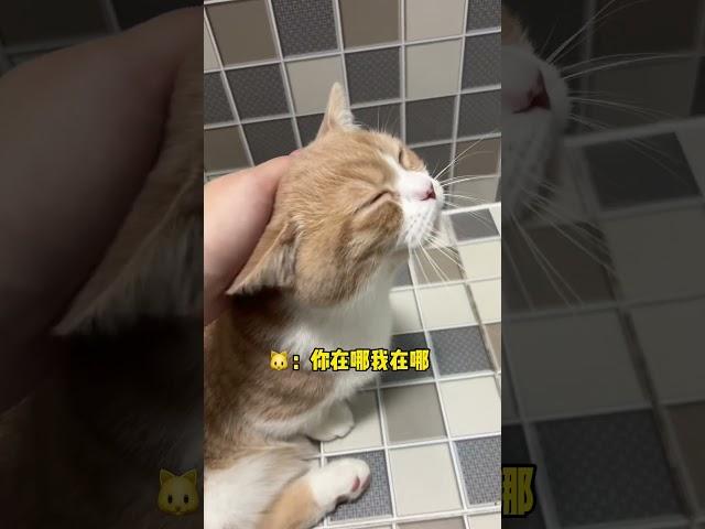 半夜起床你会感觉到孤独吗 #宠物 #cat #寵物 #pet