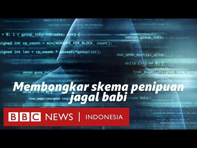 Investigasi BBC: Membongkar skema penipuan jagal babi - BBC News Indonesia