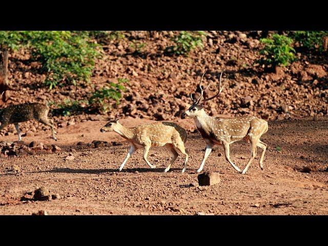 KAPILASH Wildlife Sanctuary