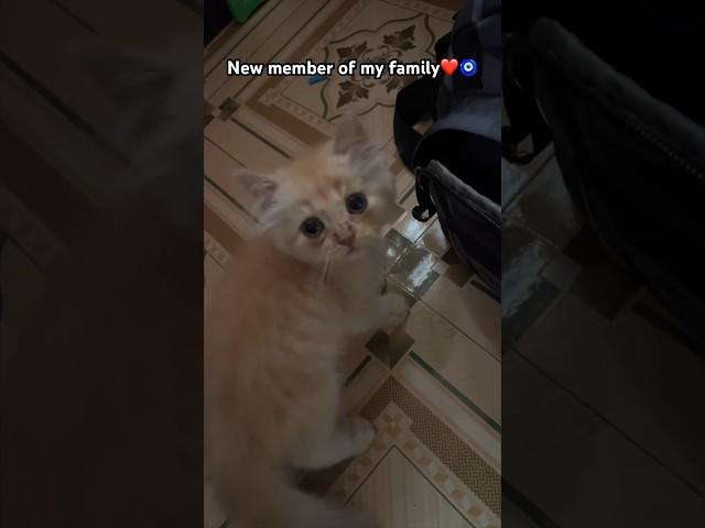 New family member ️ #viral #trending #konkan #ytshorts #youtubeshorts #shortsvideo #cat #love