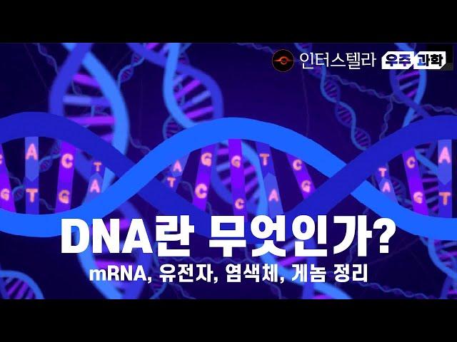 DNA란 무엇인가? mRNA, 유전자, 염색체, 게놈 정리