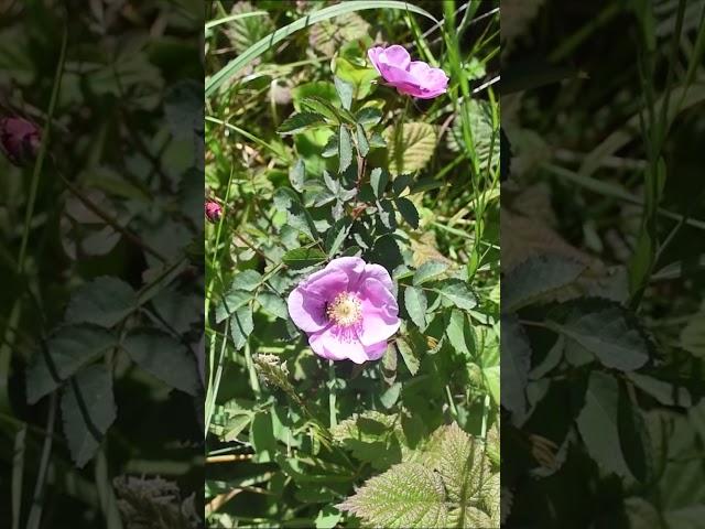 California Wild Adaptability - College Cove Trinidad  #wildrose #wildflowers #nativeplants