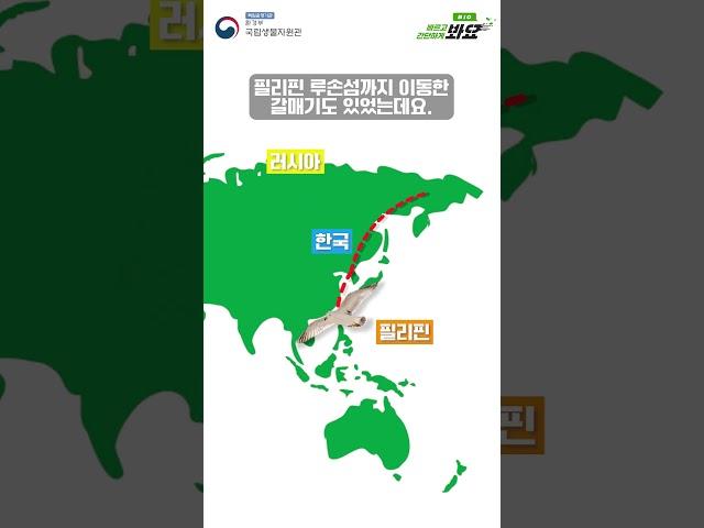 '붉은부리갈매기'의 사계절 이동경로를 최초로 확인했다고요?!🪹