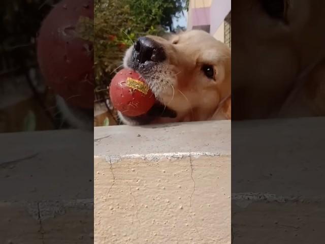 my naughty Ball Chor #short30