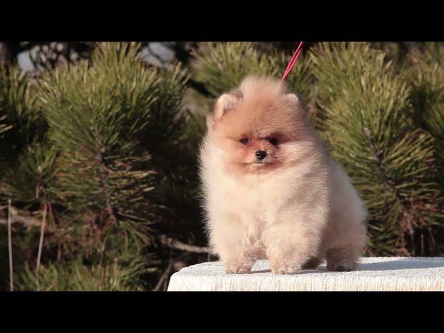 A young Pomeranian puppy