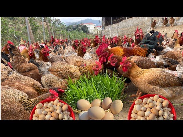 Chicken farming techniques | how to raise free range chickens for profit | step by step guide