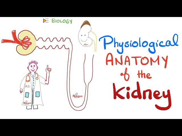 Kidney Physiology - PCT, loop of Henle, DCT, Collecting Ducts