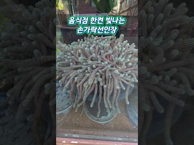 6/16) #음식점한켠을빛내고있는 #손가락선인장 #로드스튜어트Sailing