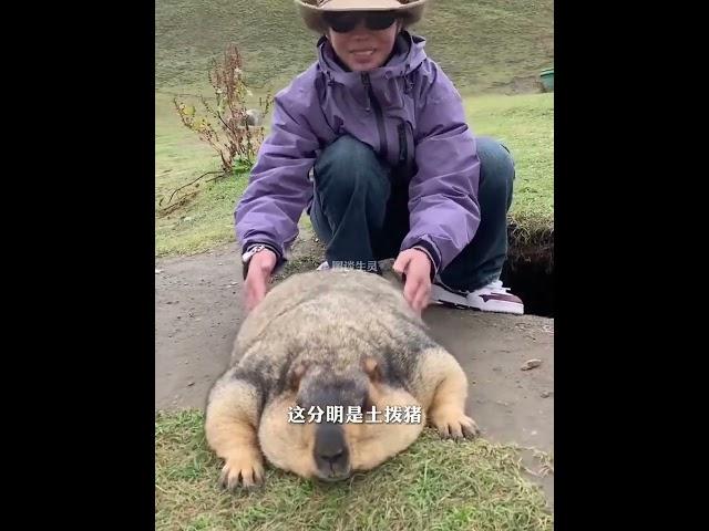 土拨鼠被游客喂成了“土拨猪”   #土拨鼠 #涨知识