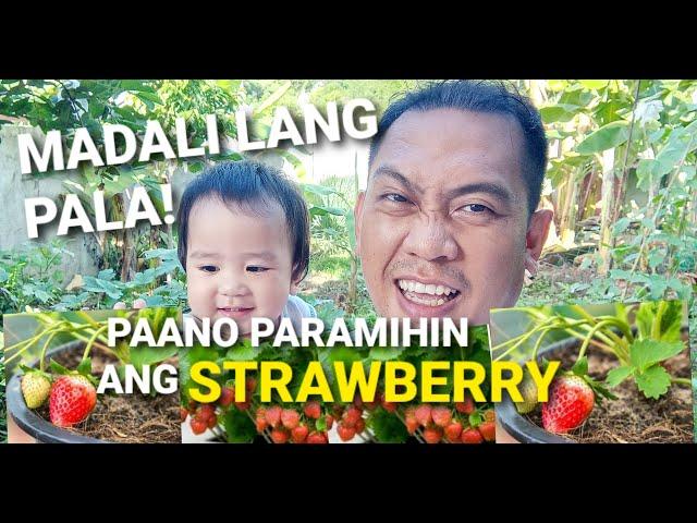 TIPS! Strawberry in Pots at sa Lupa Paano Magpadami | ONALDS TV #strawberry #backyard #planting