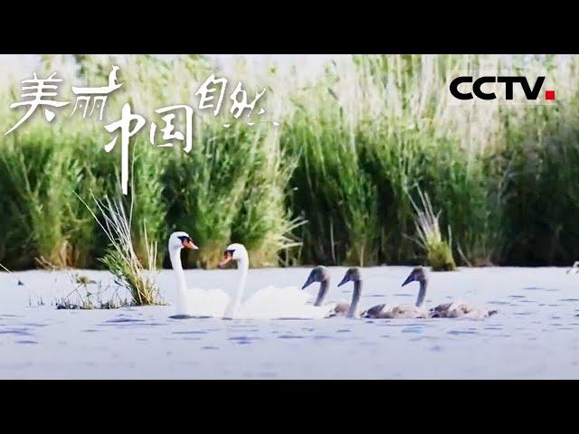 【ENG】河水流恋不舍 就形成了九曲回环的额尔古纳湿地《美丽中国自然》呼伦贝尔系列【CCTV纪录】