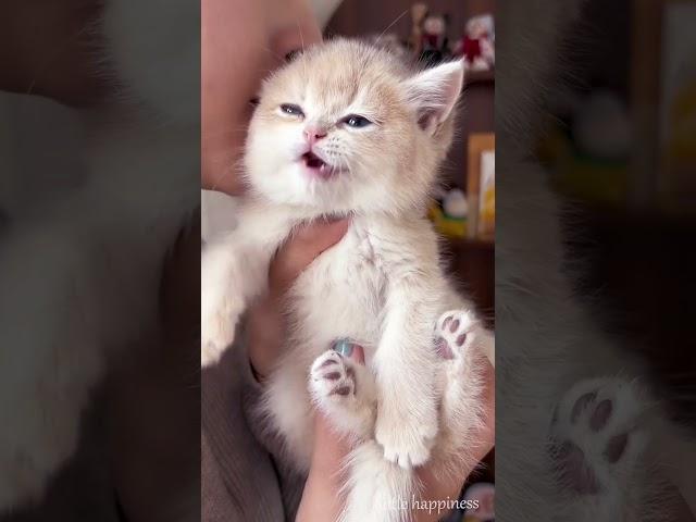 cute kitten  #22 #kitten  #pet #Cat short video #cute kitten #meme video