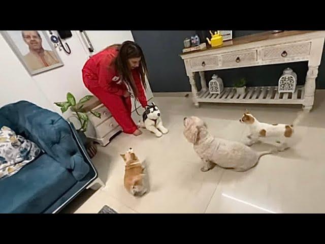 Dogs REACT to new HUSKY in the HOUSE‍️