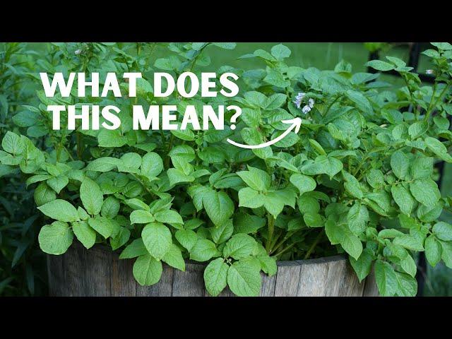 What to Do When Your Potatoes Flower: How to Maximize Spud Production and Avoid Poisonous Fruit