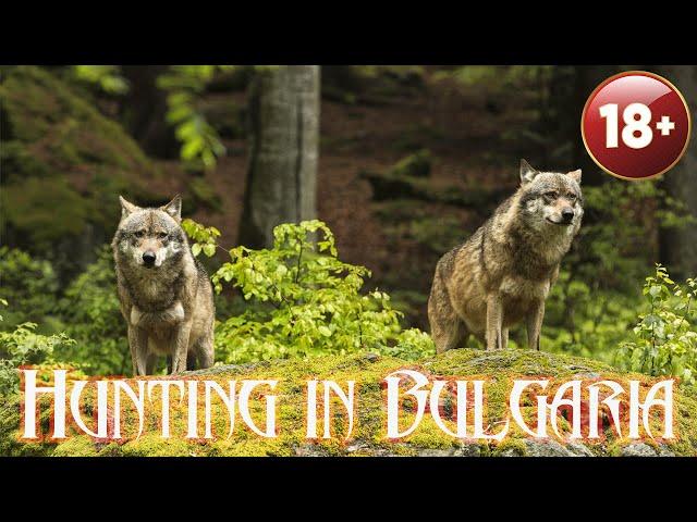 Hunt Bulgaria, Bukovets   EN