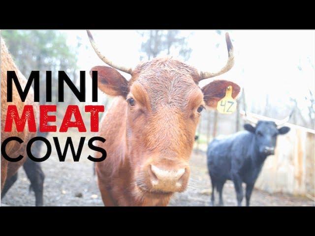 The Perfect Homestead Mini Meat Cow - The Dexter Cattle