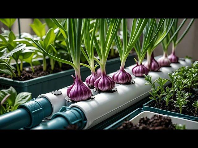 Trending Gardening Hack: Growing Garlic in Plastic Bottles on a Balcony for Beginners