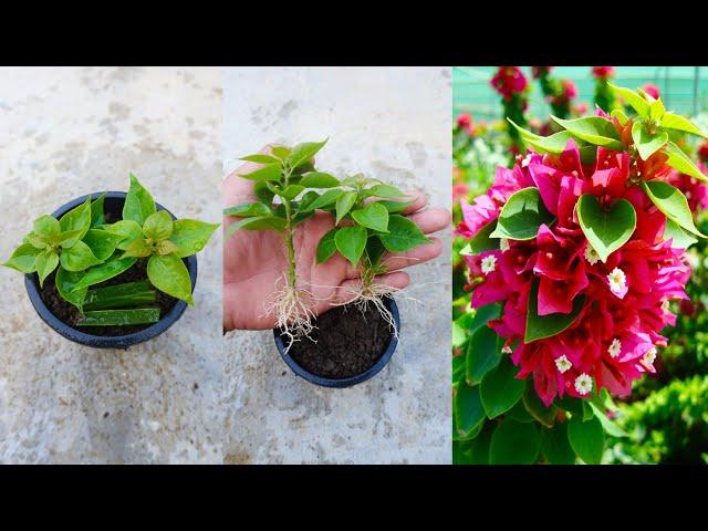 How to grow bougainvillea from cuttings with simple method