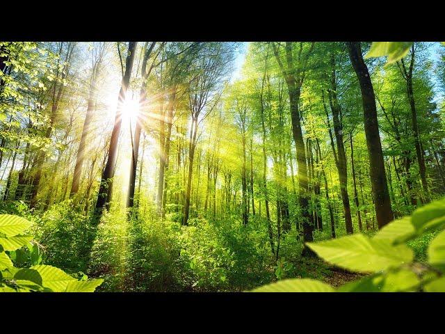 Relaxing Music for Stress Relief. Calm Celtic Music for Meditation, Healing Therapy, Sleep, Yoga