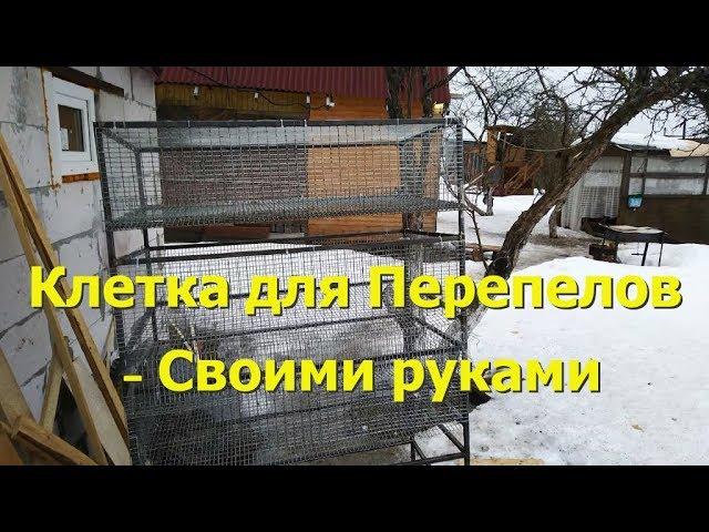 Клетка для перепелов своими руками! Жизнь на даче