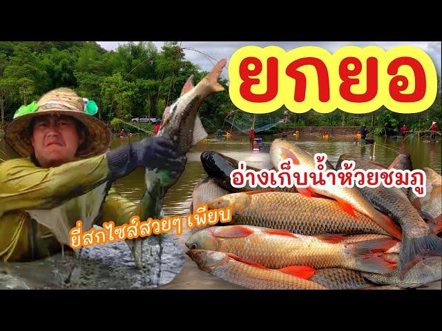 ยกยอ อ่างเก็บน้ำห้วยชมภู ►Fishing lifestyle Ep.686