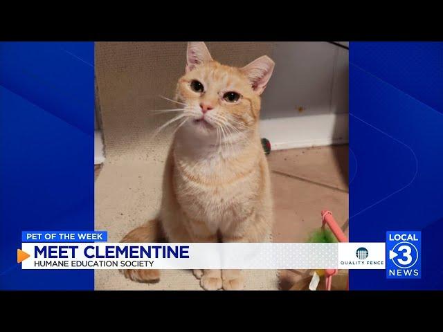 Clementine the cat up for adoption at the Humane Educational Society in Chattanooga