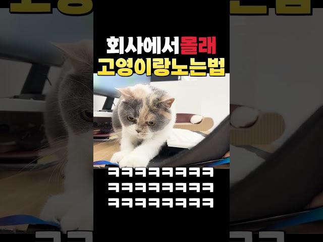 회사에서 사람들 몰래 고양이랑 놀기 #고양이 #shorts