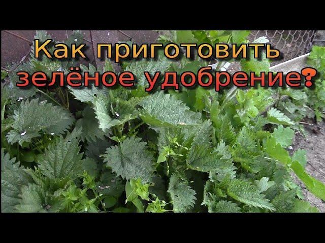 КРАПИВА, ШЕЛКОВИЦА И ХВОЩ КАК УДОБРЕНИЕ.