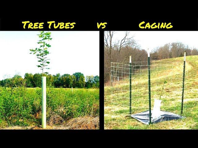 Tree Protection from Wildlife: Tree Tubes vs Tree Cages