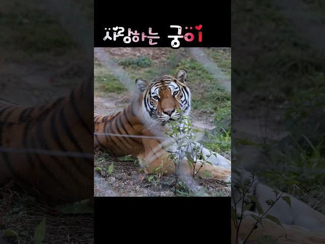 평온하길~ 매일매일 #백두대간수목원 #tiger #태범무궁