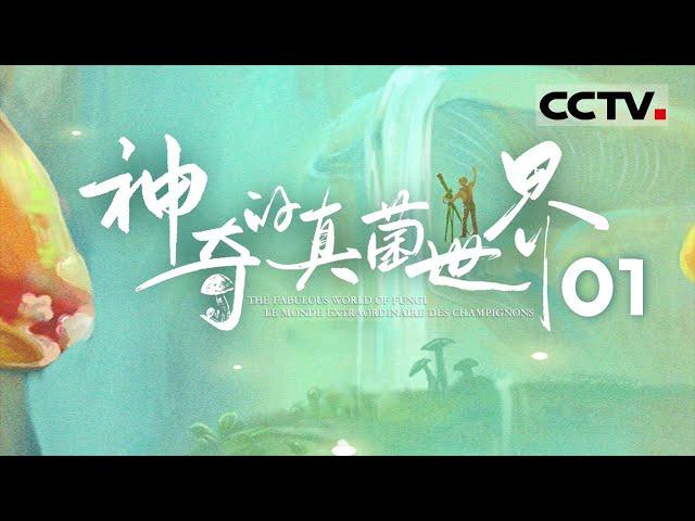 《神奇的真菌世界》01 开启一场神奇真菌之旅 这里有最全的百科图鉴！【CCTV纪录】