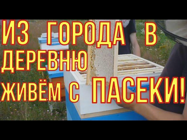 Как заработать в деревне. Пчеловодство,как бизнес. Пасека с нуля.