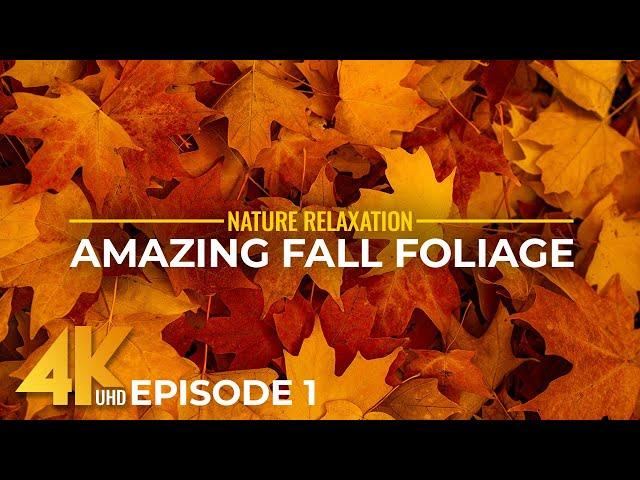 Splendid Autumn Colors in 4K UHD - Amazing Fall Foliage from All Over the World - Episode 1