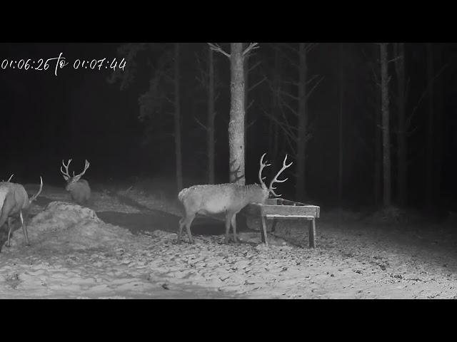 Red deer camera, Estonia, 2024/11/22