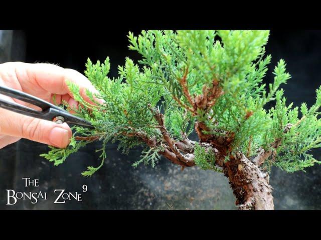 My Clip and Grow Juniper, 3rd Pruning, The Bonsai Zone, Aug 2022