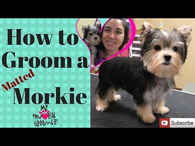 How to groom a Morkie Puppy