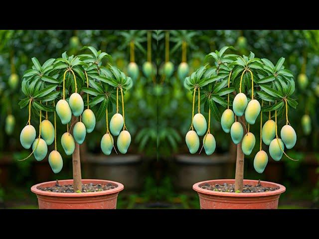 LIVEEasiest Way to Propagate Mango Trees: Cuttings Method Explained #live #garden