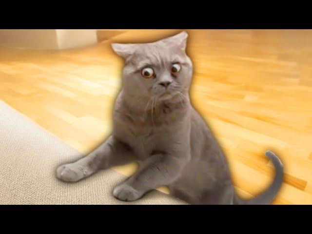 Best Cat Videos of the Decade