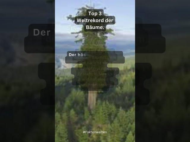 Top 3 Weltrekord der Bäume! #dickste #längste #älteste #baum #wissen #fakten #lernen