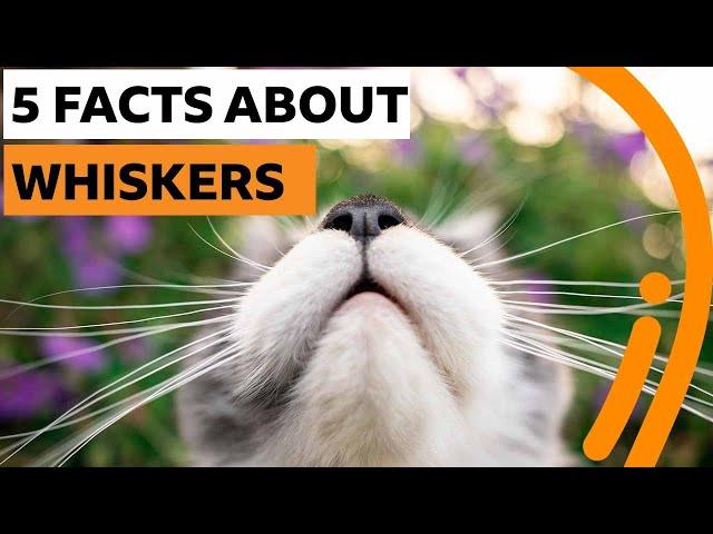 Five things you never knew about whiskers | BBC Ideas