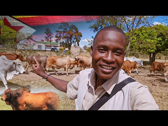 How This Zimbabwean Farmer Unlocked Huge Secrets in Cattle Farming