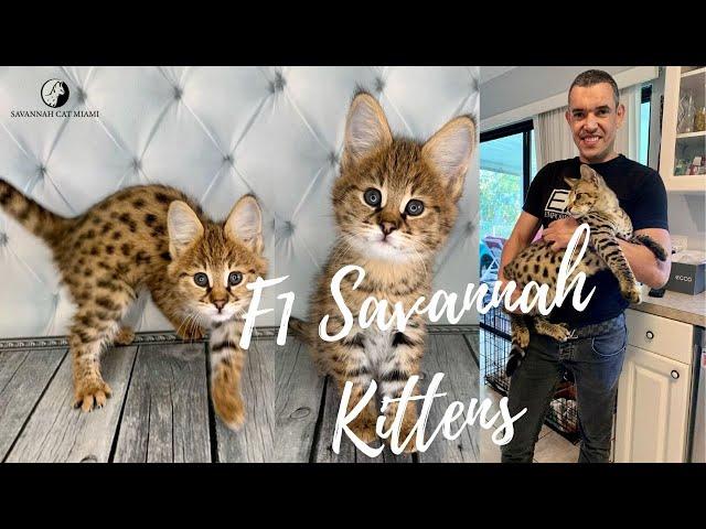 F1 Savannah Kittens For Sale in Iowa, United States | $4000 Starting