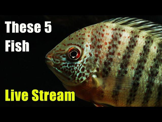 [LIVE]  These 5 Fish Don't Get Enough Attention and Fish Q&A!