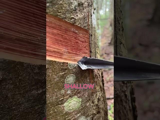How Natural Rubber Harvested from Trees