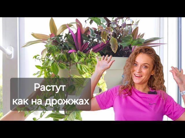 🟣🟢 ЗИМА и ВСЕ СОРТА ТРАДЕСКАНЦИЙ В ОДНОМ ВИДЕО/ Как выглядят в разное время года