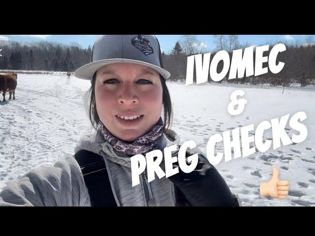 Preg Checking My Own Cows = No Vet Bills ! || Ranching Solo in Nova Scotia, Canada