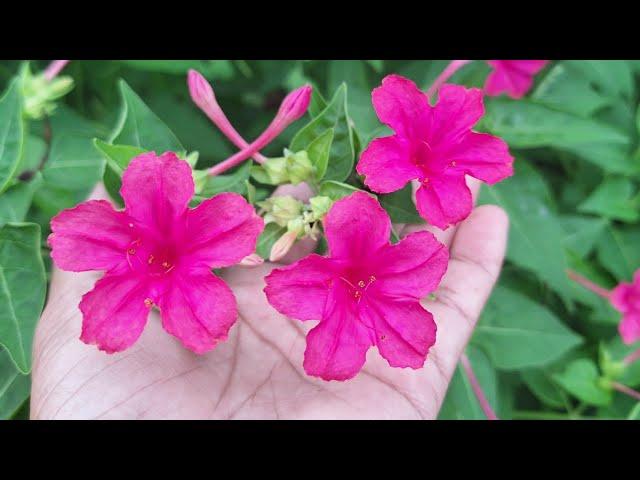 The Beauty Of Mirabilis jalapa