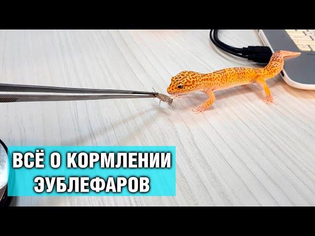 Эублефар — Кормление наших гекконов, как правильно кормить