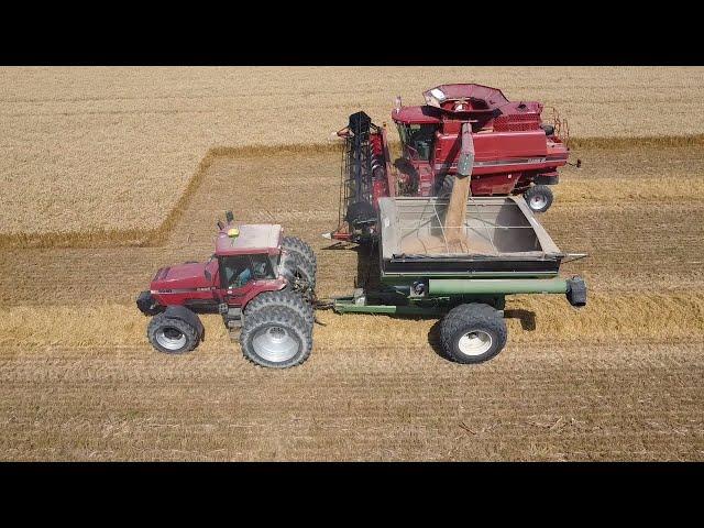 Wheat  Harvest 2024 with 2388 Case IH Combine