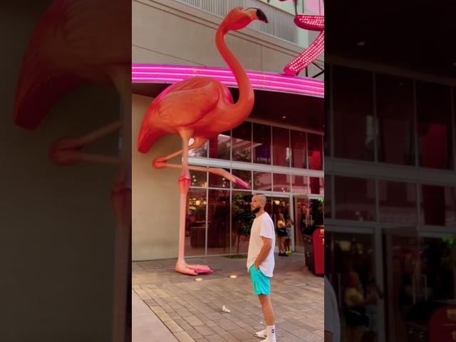 OMG  Giant Flamingo  PINK #shorts #cute #funny